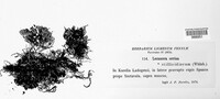 Caloplaca cerina image